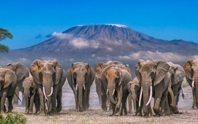 3 Days Amboseli Safari
