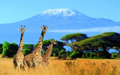 8 Days Climbing Kilimanjaro – Lemosho Route