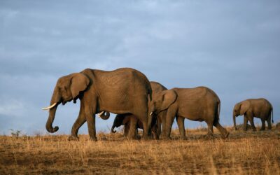 4 Days Amboseli, Tsavo West & Tsavo East Safari