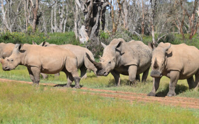 4 Days Samburu & Ol Pejeta Safari
